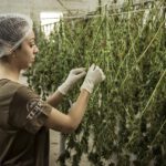 Olie van de cannabisplant als supplement? Legaal én gezond!